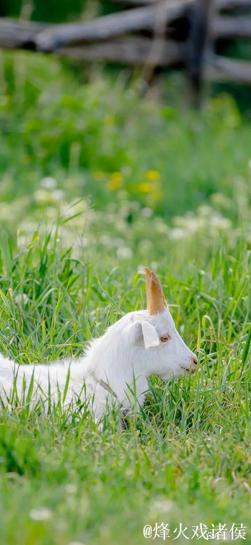 7亿领头羊遭遇平局，15轮不败被终结，仍以1分暂居榜首